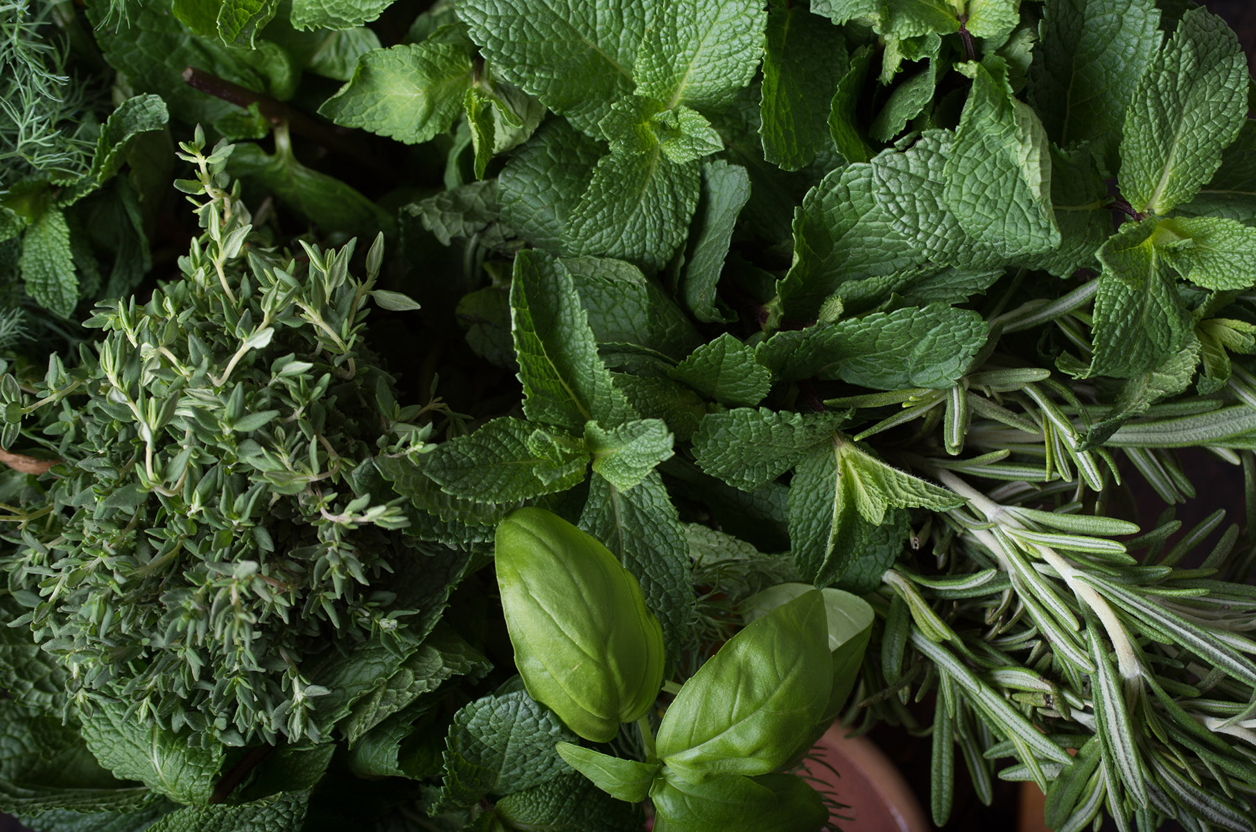 Which Herbs to Plant Together: Herb Companion Planting  Mother Earth News